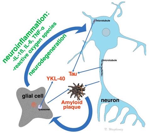 amyloid beta 40